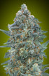 Advanced Seeds - Auto Critical Lemon CBD
